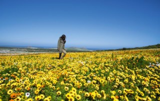 Cape-Town-Northern-Cape-Namaqualand-Flowers-copy