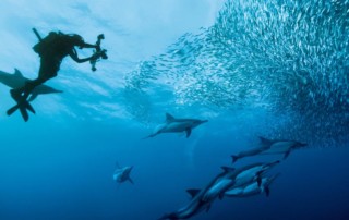 KZN-sardine-rune-just-off-Durban-2-copy