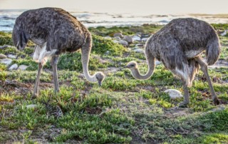 Ostriches-copy