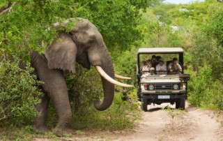 Safari-Kruger-National-Park-copy