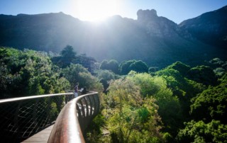 Top-Attractions-Kirstenbosch-CTT_Kirstenbosch-Boomslang_cLisa-Burnell-9.jpg-copy