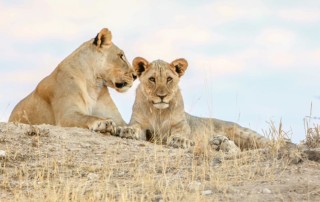lion