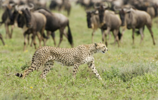 Annial-migration-predator-feast-copy