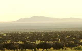 Sanctuary Serengeti Migration Camp