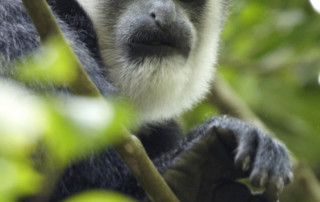 Bwindi-Impenetrable-Forest-1-copy