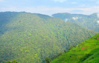 Bwindi-Impenetrable-Forest-2-copy