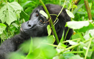 Bwindi-Impenetrable-Forest-3-copy