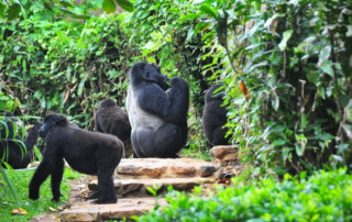 Bwindi-Impenetrable-Forest-7-copy