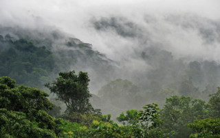 Bwindi-Impenetrable-Forest-8-copy