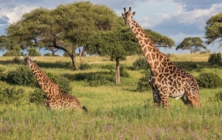 Giraffe-Tarangire_National_Park