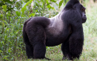 Gorilla-Trekking-copy