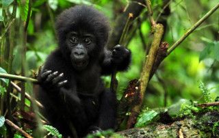 Africa; Uganda; Sanctuary Gorilla Forest Camp