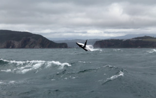 Humpback-Breaching_-Heads_Image-by-Anne-Maire-van-der-Klugt-copy