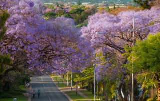 JHB_Pretoria-Jacaranda-Trees-copy