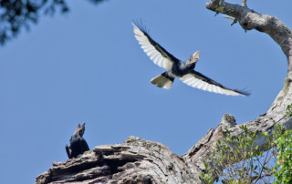 Kibale-Forest-National-Park-10-copy