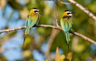 Kibale-Forest-National-Park-11-copy