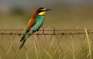 Kibale-Forest-National-Park-12-copy