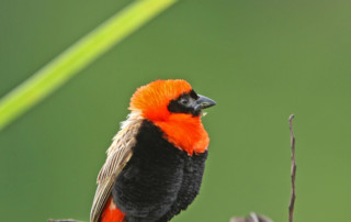 Kibale-Forest-National-Park-13-copy