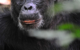 Kibale-Forest-National-Park-2-copy