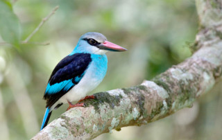 Kibale-Forest-National-Park-3-copy