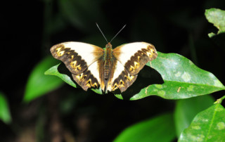 Kibale-Forest-National-Park-4-copy