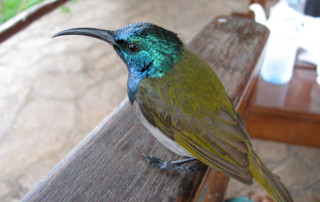 Kibale-Forest-National-Park-8-copy