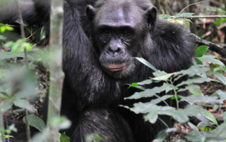 Kibale-Forest-National-Park-9-copy
