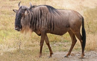 Ngorongoro-Wildebeest