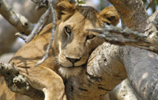 Queen-Elizabeth-National-Park-1-copy