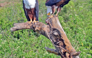 Queen-Elizabeth-National-Park-10-copy
