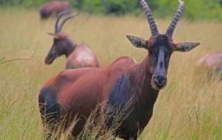Queen-Elizabeth-National-Park-3-copy
