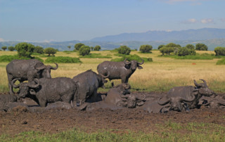 Queen-Elizabeth-National-Park-4-copy