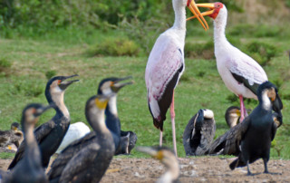 Queen-Elizabeth-National-Park-7-copy