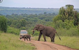 Queen-Elizabeth-National-Park-8-copy