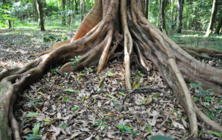 Queen-Elizabeth-National-Park-9-copy