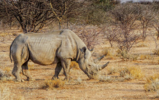 Rhino