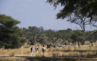 Africa; Tanzania; Sanctuary Swala; Walking Safari