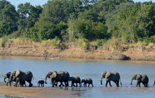 South_Luangwa_National_Park