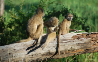 South_Luangwa_National_Park_Zambia