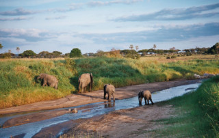 Tarangire_river_Elephant-1