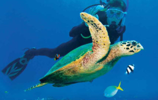 Vamizi-Island-Activities-Scuba-Diving.jpg