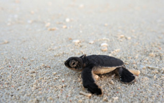 Vamizi-Island-Activities-Turtle-Hatchling.jpg