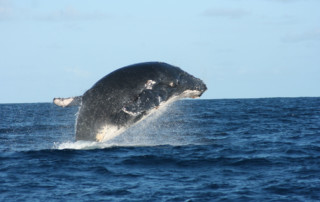 Vamizi-Island-Activities-Whale-Watching.jpg