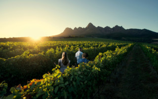 Winelands-at-sunset-copy